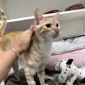 Photo of Clover
