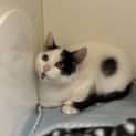 Photo of Neko