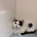 Photo of Neko
