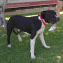 Photo of Arlo