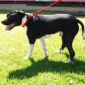 Photo of Arlo