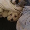 Photo of Lupin / Yuki