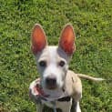 Photo of Calli