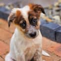 Photo of Pickle