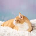 Photo of Squeek