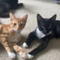 Photo of Chase & Tigger