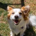 Photo of Ollie
