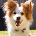 Photo of Ollie