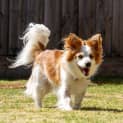 Photo of Ollie