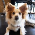 Photo of Ollie