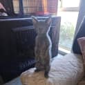 Photo of Jeri **2nd Chance Cat Rescue**