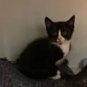 Photo of Puffin