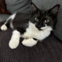 Photo of Tux