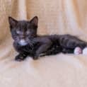 Photo of Boots