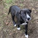 Photo of Diesel