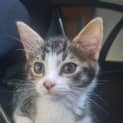 Photo of Twix