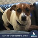 Photo of Sam 2 Year Old Mini Fox Terrier (Trial)