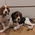 Photo of Boris 6 Month Old Beaglier (Trial)