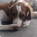 Photo of Boris 6 Month Old Beaglier (Trial)