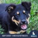 Photo of Everest 9 Week Old Rottweiler X (Hold)