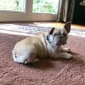 Photo of Mia 2 Year Old French Bulldog (Trial)