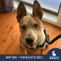 Photo of Duke   1 Year Old Cattle Dog X (Trial)