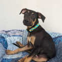Photo of Koochie 