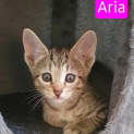 Photo of Aria