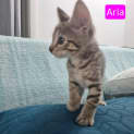 Photo of Aria