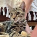 Photo of Loki
