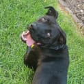 Photo of Buddy
