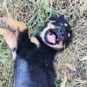 Photo of Estelle 9 Week Old Rottweiler X (Trial)