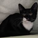 Photo of Bashful 