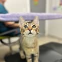 Photo of Skipper