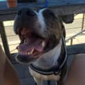 Photo of Luna 4 Year Old Staffy X (Trial)