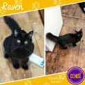 Photo of Raven