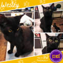 Photo of Wesley
