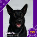 Photo of Dancer
