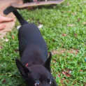 Photo of Rosie