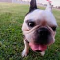 Photo of Rocky 6 Year Old French Bulldog (Trial)