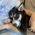 Photo of Skye 6 Month Old Kelpie X Husky (Trial)