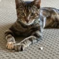 Photo of Angel