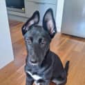 Photo of Daisy