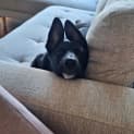 Photo of Daisy