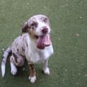 Photo of Alastor
