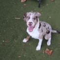 Photo of Alastor
