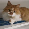 Photo of Archie 