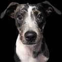 Photo of Butch