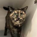 Photo of Juno