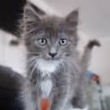 Photo of Rebel